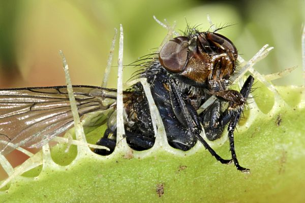 Venusfliegenfalle, Venus-Fliegenfalle, Dionaea muscipula, Venus Flytrap, Venus's Flytrap, Venus' Flytrap, Venus Fly Trap, Venus's Fly Trap, Venus' Fly Trap, Fly-Trap