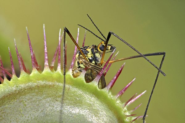 Venusfliegenfalle, Venus-Fliegenfalle, Dionaea muscipula, Venus Flytrap, Venus's Flytrap, Venus' Flytrap, Venus Fly Trap, Venus's Fly Trap, Venus' Fly Trap, Fly-Trap