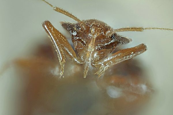 Gemeine Bettwanze, Bettwanze, Bett-Wanze, Hauswanze, Haus-Wanze, Cimex lectularius, Bedbug, Common bedbug, Wall-louse