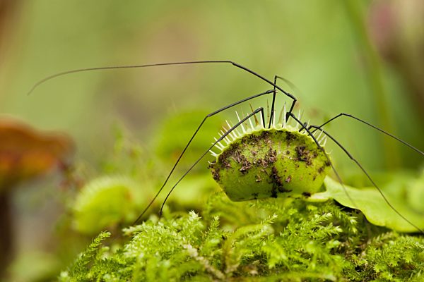 Venusfliegenfalle, Venus-Fliegenfalle, Dionaea muscipula, Venus Flytrap, Venus's Flytrap, Venus' Flytrap, Venus Fly Trap, Venus's Fly Trap, Venus' Fly Trap, Fly-Trap