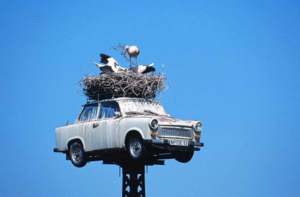 Weissstorch, Ciconia ciconia, white stork