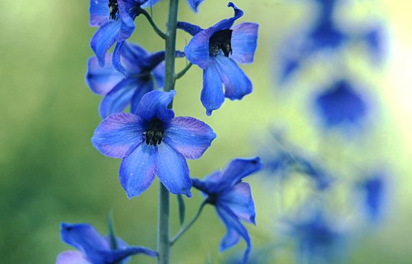 Hoher Rittersporn, Delphinium elatum, candle larkspur