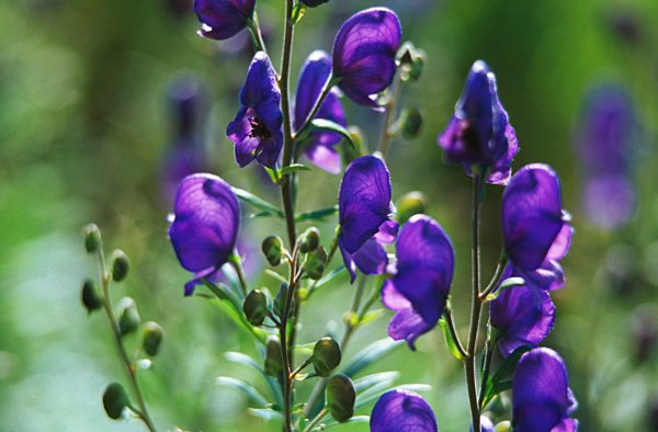 Sturmhut, Blauer Eisenhut, Wolfswurz, Blaue Moenchskappe, Eisenhut, Aconitum napellus, monk's-hood, true monkshood, garden monkshood