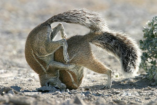 Suedafrikanisches Erdhoernchen, Kap-Erdhoernchen, Geosciurus inauris, Xerus inauris, South African ground squirrel, Cape ground squirrel