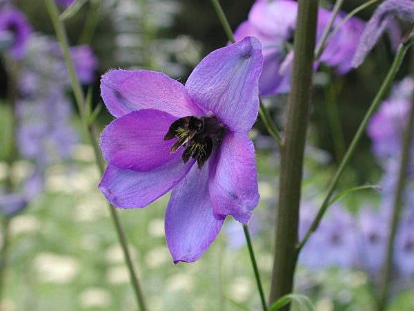 Hoher Rittersporn, Delphinium elatum, candle larkspur