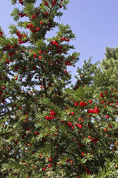 Gemeine Eibe, Gewoehnliche Eibe, Taxus baccata, common yew