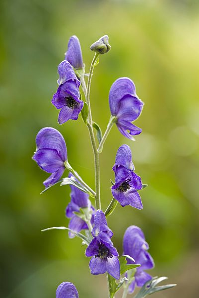 Sturmhut, Blauer Eisenhut, Wolfswurz, Blaue Moenchskappe, Eisenhut, Aconitum napellus, monk's-hood, true monkshood, garden monkshood
