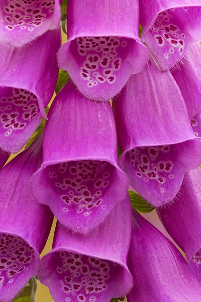 Roter Fingerhut, Digitalis purpurea, common foxglove, purple foxglove