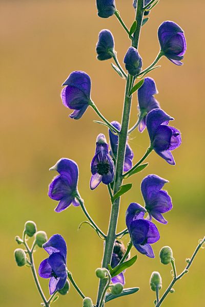Sturmhut, Blauer Eisenhut, Wolfswurz, Blaue Moenchskappe, Eisenhut, Aconitum napellus, monk's-hood, true monkshood, garden monkshood