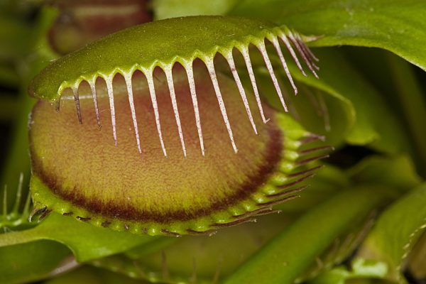 Venusfliegenfalle, Venus-Fliegenfalle, Dionaea muscipula, Venus Flytrap, Venus's Flytrap, Venus' Flytrap, Venus Fly Trap, Venus's Fly Trap, Venus' Fly Trap, Fly-Trap