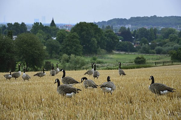 Kanadagans, Kanada-Gans, Branta canadensis, Canada goose