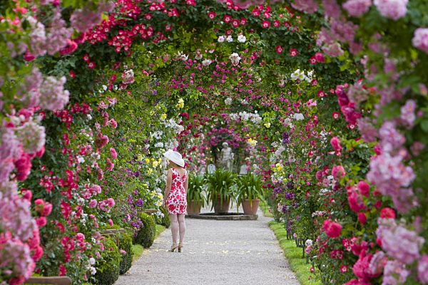 Zierrose, Zier-Rose, Rosa spec., ornamental rose