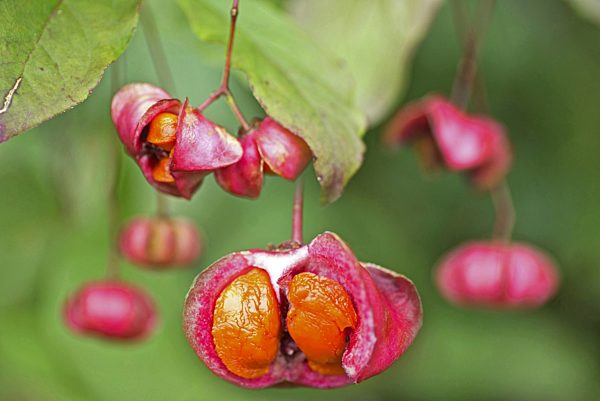 Europaeisches Pfaffenhuetchen, Europaeischer Spindelstrauch, Euonymus europaea, Euonymus europaeus, European spindle-tree