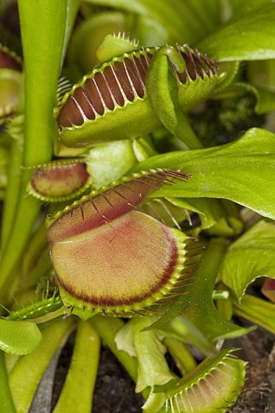 Venusfliegenfalle, Venus-Fliegenfalle, Dionaea muscipula, Venus Flytrap, Venus's Flytrap, Venus' Flytrap, Venus Fly Trap, Venus's Fly Trap, Venus' Fly Trap, Fly-Trap