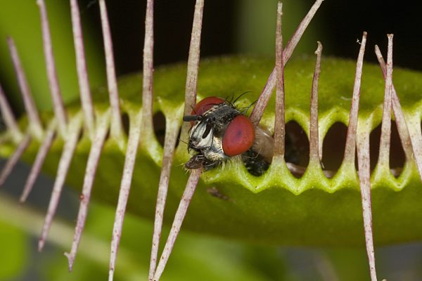 Venusfliegenfalle, Venus-Fliegenfalle, Dionaea muscipula, Venus Flytrap, Venus's Flytrap, Venus' Flytrap, Venus Fly Trap, Venus's Fly Trap, Venus' Fly Trap, Fly-Trap