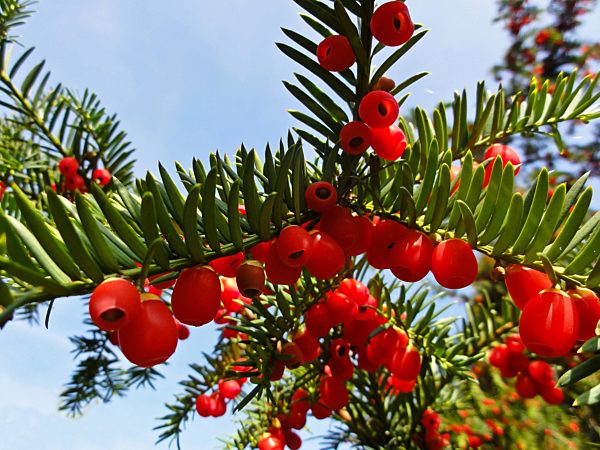 Gemeine Eibe, Gewoehnliche Eibe, Taxus baccata, common yew