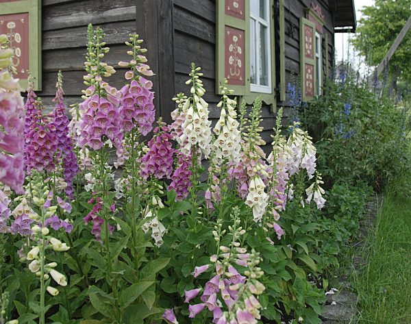 Roter Fingerhut, Digitalis purpurea, common foxglove, purple foxglove