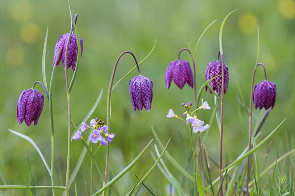 Schachblume, Gewoehnliche Schachblume, Kiebitzei, Schachbrettblume, Schachbrett-Blume, Fritillaria meleagris, common fritillary, snake's-head fritillaria