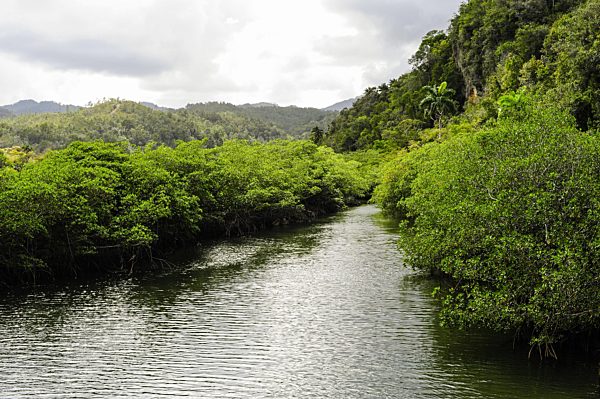 Mangroven im Naturpark Yunque, mangrove at the nature park Yunque