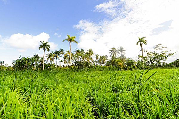 Feuchtgebiet und Palmenhain, wetland and palm grove