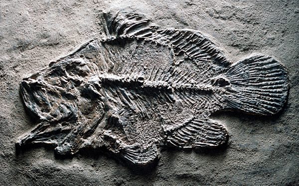 Amphiperca spec. aus dem Eozaen der Grube Messel, Amphiperca eocene