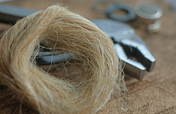 Kultur-Hanf, Kulturhanf, Hanf, Cannabis sativa subsp. sativa, hemp