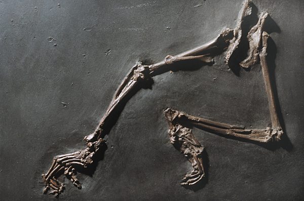 Adapidae, Halbaffe aus dem Eozaen aus der Grube Messel, Adapidae, , prosimian of Messel pit