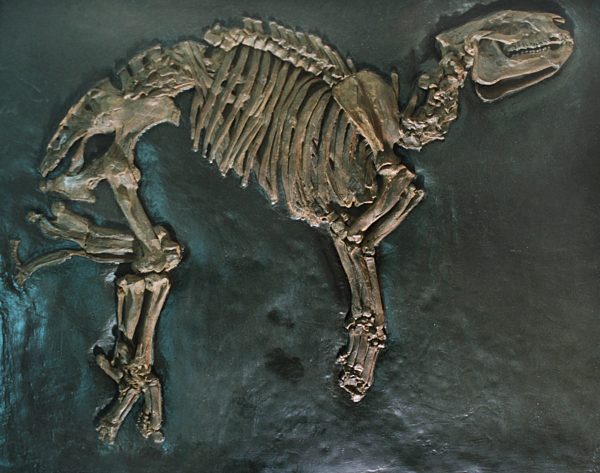 Hyrachyus minimus, Urtapir aus dem Eozaen aus der Grube Messel, Hyrachyus minimus, extinct tapir of Messel pit