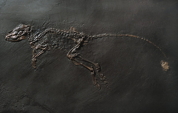 Macrocranion tupaiodon, Insektenfresser aus dem Eozaen aus der Grube Messel, Macrocranion tupaiodon, extinct insectivore of Messel pit