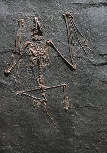 Archaeonycteris trigonodon, Fledermaus aus dem Eozaen aus der Grube Messel, Archaeonycteris trigonodon, extinct bat of Messel pit