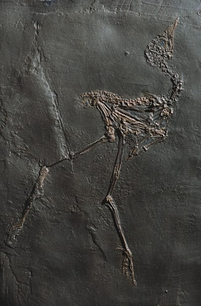 Messelornis cristata, Rallen-artiger Vogel aus dem Eozaen aus der Grube Messel, Messelornis cristata, extinct rail of Messel pit