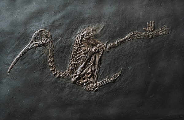 Rhynchaeites messelense, Ibis-artiger Vogel aus dem Eozaen aus der Grube Messel, Rhynchaeites messelense, extinct ibis of Messel pit