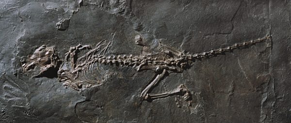 Masillamys krugi, Nager aus dem Eozaen aus der Grube Messel, Masillamys krugi, extinct rodent of Messel pit