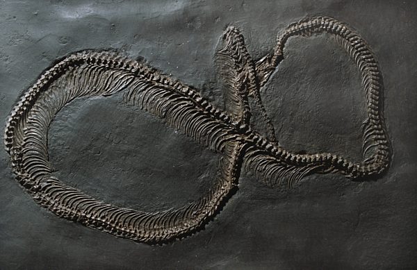 Riesenschlange, Boidae, Boidae