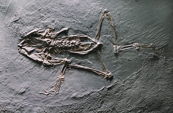 Propelodytes wagneri, Froschlurch aus dem Eozaen aus der Grube Messel, Propelodytes wagneri, extinct anuran of Messel pit