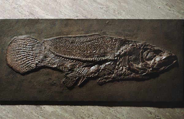 Cyclurus 'Amia' aus dem Eozaen der Grube Messel, Cyclurus eocene