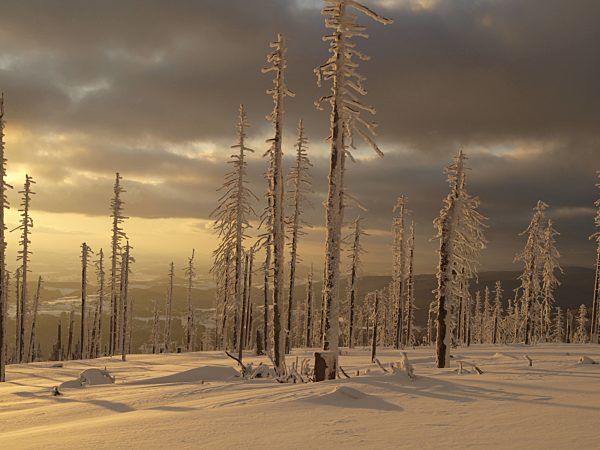 verschneite Baeume im Naturschutzgebiet am Dreisesselberg, snow covered tree in the nature reserve Dreisesselberg
