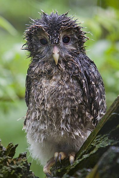 Habichtskauz, Habichts-Kauz, Strix uralensis, ural owl