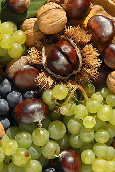 Trauben, Esskastanien und Walnuesse, grapes, chestnuts and