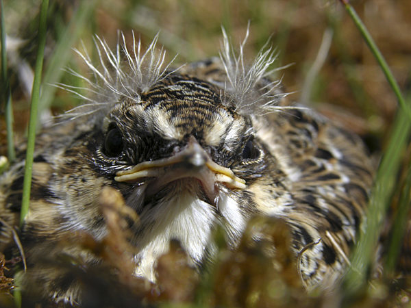 Feldlerche, Feld-Lerche, Alauda arvensis, Eurasian sky lark