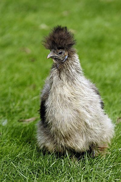 Haushuhn, Gallus gallus f. domestica, domestic fowl