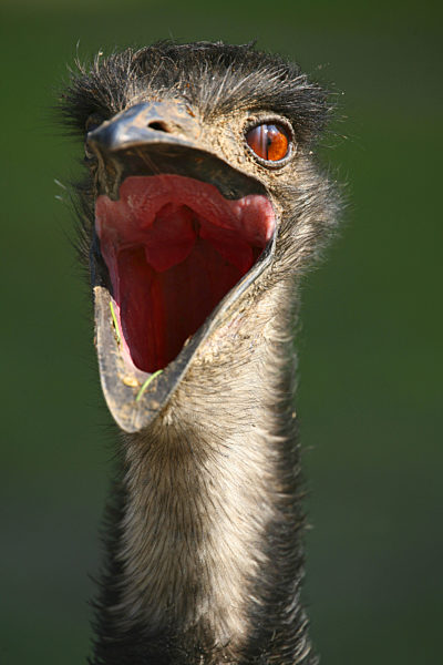 Emu, Dromaius novaehollandiae, emu
