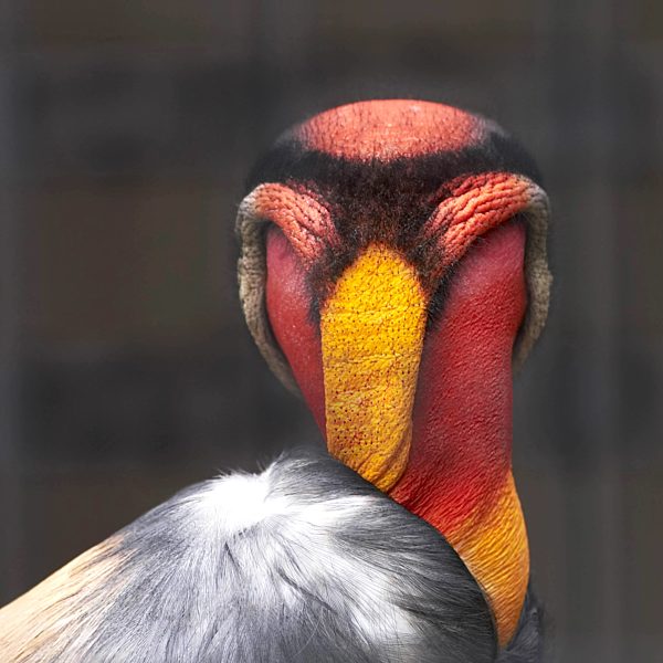 Koenigsgeier, Sarcorhamphus papa, king vulture