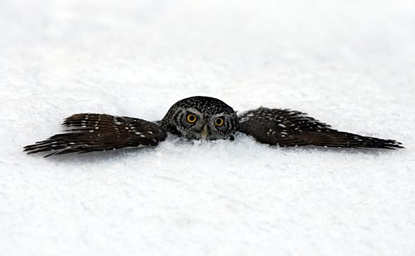 Sperlingskauz, Sperlings-Kauz, Glaucidium passerinum, Eurasian pygmy owl