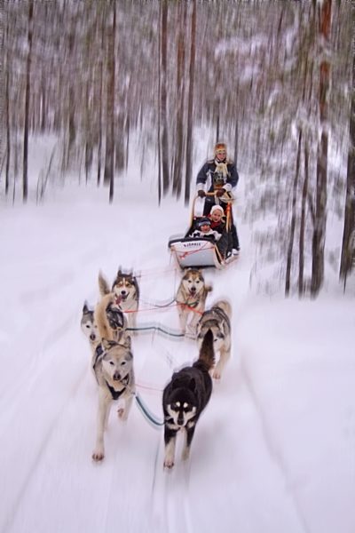 Sibirischer Husky, Canis lupus f. familiaris, Siberian husky