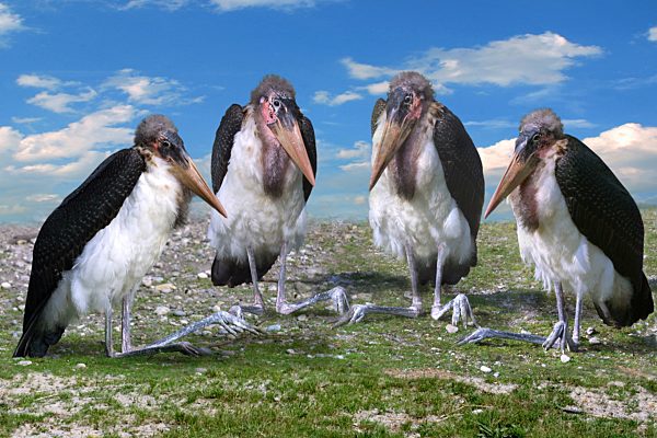Marabu, Leptoptilos crumeniferus, marabou stork