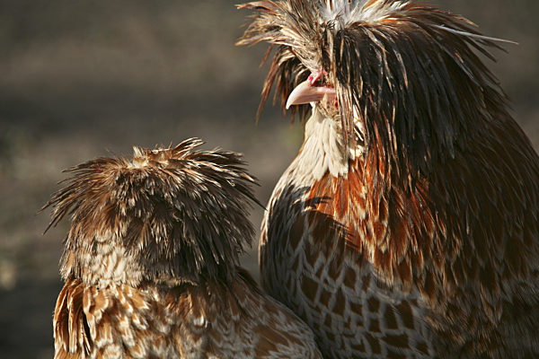 Haushuhn, Gallus gallus f. domestica, domestic fowl