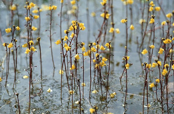 Gemeiner Wasserschlauch, Gewoehnlicher Wasserschlauch, Utricularia vulgaris, common bladderwort, greater bladderwort