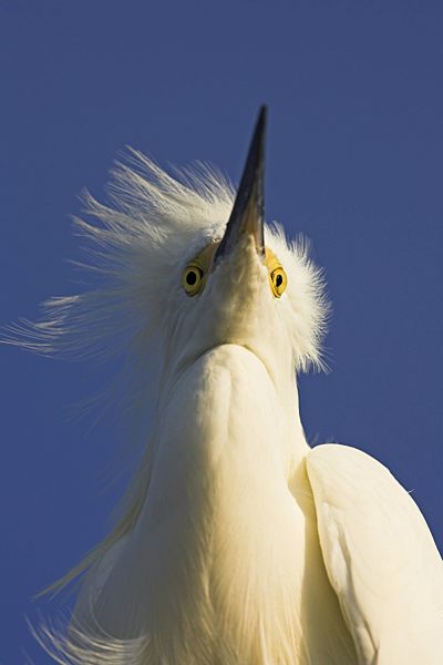 Schmuckreiher, Schmuck-Reiher, Schneereiher, Schnee-Reiher, Egretta thula, snowy egret