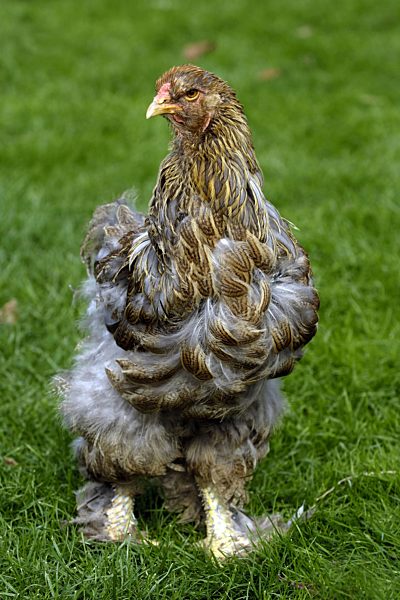 Brahma-Huhn, Brahmahuhn, Gallus gallus f. domestica, Brahma Chicken